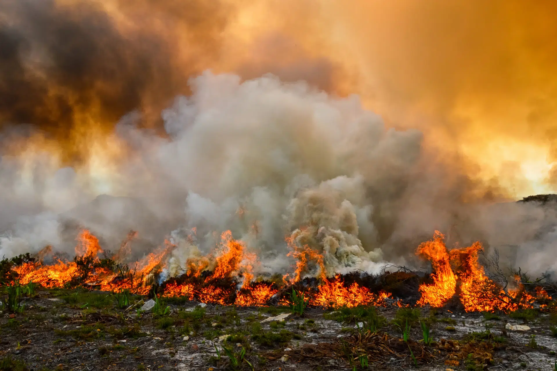 hawaii wildfire